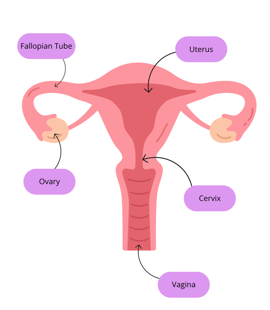 Female reproductive system